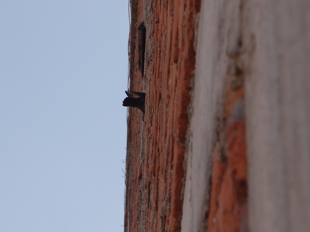 2018-01-21 09 Uhr - Tauben in der Wand (Audio, Foto) 